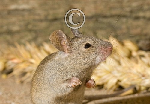 House Mouse DM0589